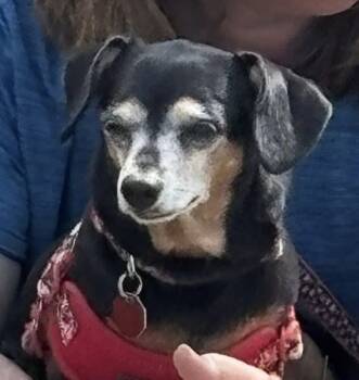 Rescue Chihuahua Dogs for Adoption in Syracuse, New York - Bella | PetCurious