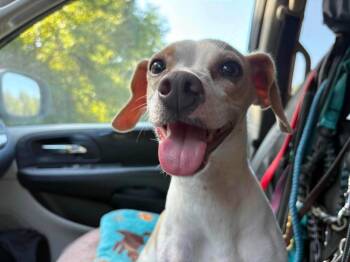 Tinkerbell -  Chihuahua Dog for Adoption in Shawnee, Oklahoma - Tinkerbell | PetCurious