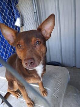 Chihuahua and Mixed Breed Dogs Available for Adoption - Dory | PetCurious