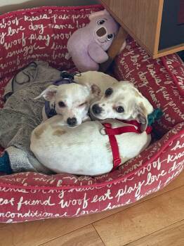 OLIVER & SOPHIE -  Chihuahua Dog for Adoption in Coquitlam, British Columbia - OLIVER & SOPHIE | PetCurious