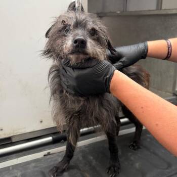 Schnauzer and Mixed Breed Dogs Available for Adoption in Denison, Texas - Crockett | PetCurious