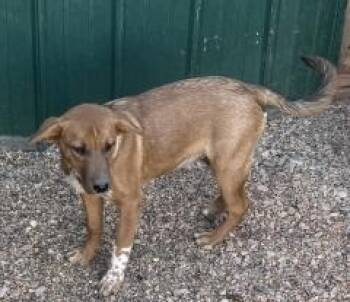 Rescue Mixed Breed Dogs for Adoption in Hot Springs, South Dakota - Jimmy (Blue) | PetCurious