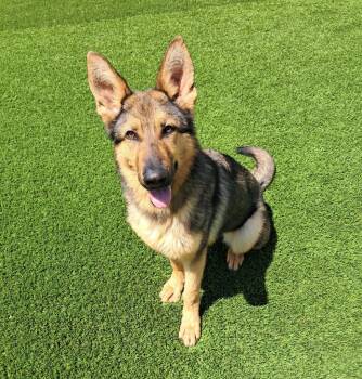 German Shepherd Dog Dogs Available for Adoption in Frankfort, Kentucky - Dauntless | PetCurious