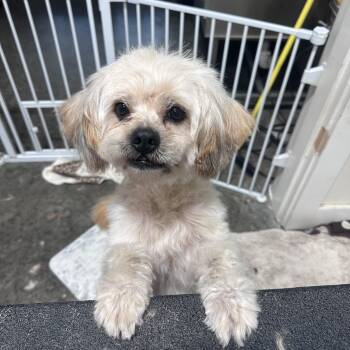 Peluchin -  Shih Tzu and Lhasa Apso Dog for Adoption in Brentwood, Tennessee - Peluchin | PetCurious