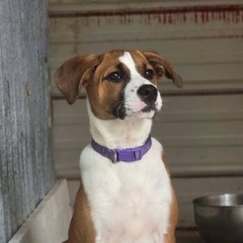 Linda -  Mixed Breed Dog for Adoption in Kempner, Texas - Linda | PetCurious