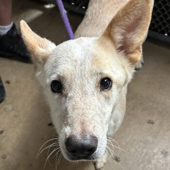 Samson -  Terrier Dog for Adoption in Dallas, Texas - Samson | PetCurious