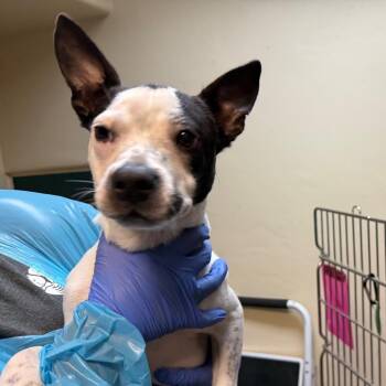 Cooper -  French Bulldog and Mixed Breed Dog for Adoption in Pasadena, California - Cooper | PetCurious