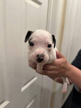 Pit Bull Terrier and Dachshund Dogs Available for Adoption in Agua Dulce, California - Urchin | PetCurious