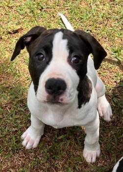 3 Spot -  Hound Dog for Adoption in Lake Monroe, Florida - 3 Spot | PetCurious