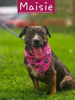 Maisie -  German Shepherd Dog Dog for Adoption in Walthill, Nebraska - Maisie | PetCurious
