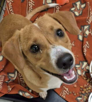 Rescue Beagle and Jack Russell Terrier Dogs for Adoption - Brooks *Arriving 10/4* | PetCurious
