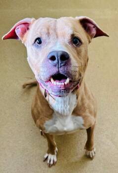 Pit Bull Terrier Dogs Available for Adoption - SKYLAR | PetCurious