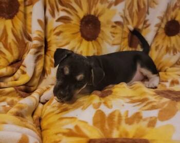 Twinkie -  Husky and Pit Bull Terrier Dog for Adoption in West Peoria, Illinois - Twinkie | PetCurious