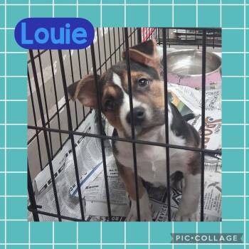 Pit Bull Terrier Dogs Available for Adoption in Ringwood, New Jersey - Louie | PetCurious