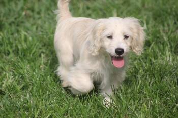 Maltese and Spaniel Dogs Available for Adoption in Alafaya, Florida - Mina | PetCurious