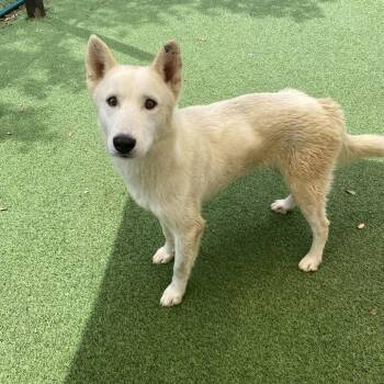 Husky and Mixed Breed Dogs Available for Adoption in Loxahatchee Groves, Florida - Ginger 2884 | PetCurious