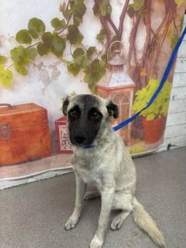 Terrier and Mixed Breed Dogs Available for Adoption in San Bernardino, California - CARL | PetCurious