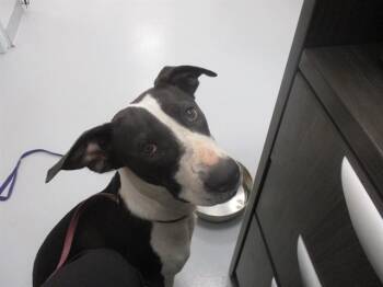 STAR -  Pit Bull Terrier Dog for Adoption in Ocala, Florida - STAR | PetCurious