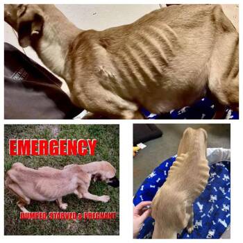 Rescue Catahoula Leopard Dog and Shepherd Dogs for Adoption in New Baltimore, Michigan - Maple | PetCurious