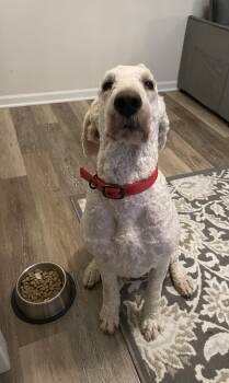 Labradoodle Dogs Available for Adoption - Charlie | PetCurious