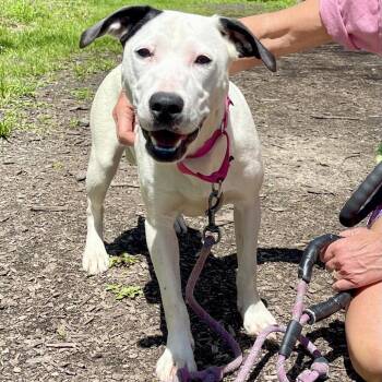 Mixed Breed Dogs Available for Adoption in Riverwoods, Illinois - Fresca | PetCurious