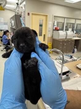 Terrier and Mixed Breed Dogs Available for Adoption - Teddy | PetCurious