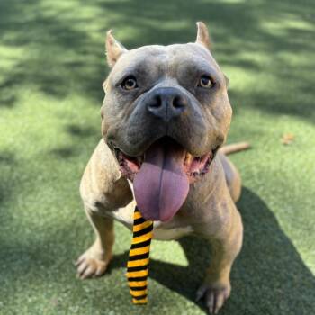 Rescue Staffordshire Bull Terrier Dogs for Adoption in Pembroke, Massachusetts - Espresso | PetCurious