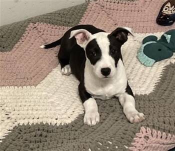 Pit Bull Terrier and Basset Hound Dogs Available for Adoption in Peoria, Illinois - KIP | PetCurious