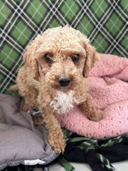 Poodle Dogs Available for Adoption in Pacolet, South Carolina - Mochi Mar 26 | PetCurious