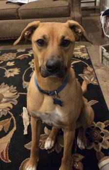 Waldo -  Boxer and Beagle Dog for Adoption in South Bend, Indiana - Waldo | PetCurious