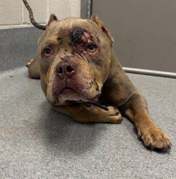 SAILOR -  Pit Bull Terrier Dog for Adoption in Indianapolis, Indiana - SAILOR | PetCurious
