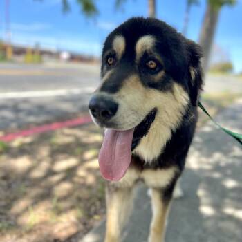 Alaskan Malamute and Great Pyrenees Dogs Available for Adoption in Richmond, California - RUFUS | PetCurious