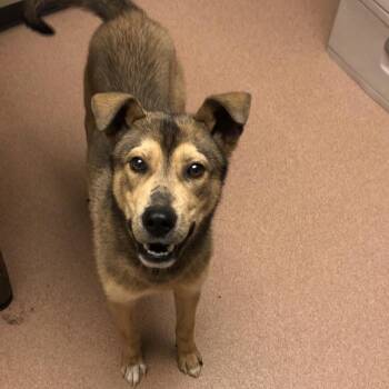 Mixed Breed Dogs Available for Adoption in Columbus, Georgia - 05/29/2026-Stray-ThomasonAve | PetCurious