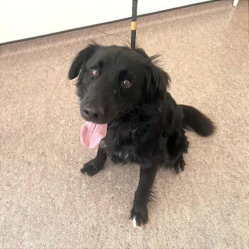 Evo -  Labrador Retriever Dog for Adoption in Brentwood, Missouri - Evo | PetCurious