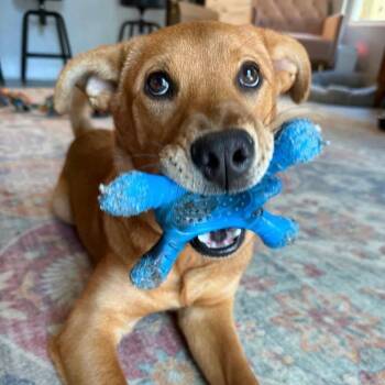 Mixed Breed Dogs Available for Adoption - Slushie (Sammie) | PetCurious