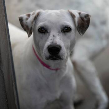 Mialee (AG26-106) -  Mixed Breed Dog for Adoption in Peyton, Colorado - Mialee (AG26-106) | PetCurious