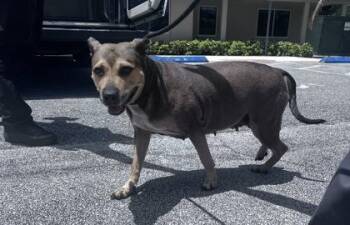 Silly Bandz - 1 -  Shepherd and Mixed Breed Dog for Adoption in Daytona Beach, Florida - Silly Bandz - 1 | PetCurious