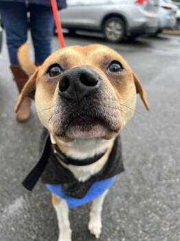 Rescue Mixed Breed Dogs for Adoption in Seattle, Washington - Logan - That Adorable Face! | PetCurious