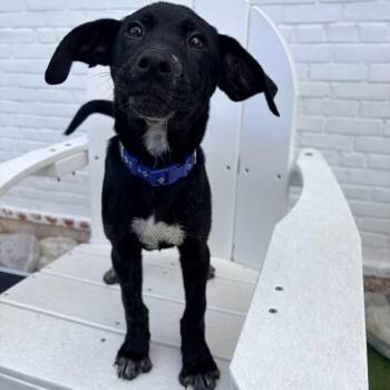Azul -  Mixed Breed Dog for Adoption in Stamford, Connecticut - Azul | PetCurious