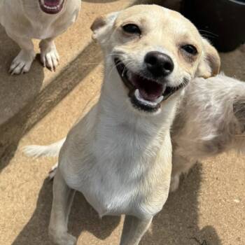 Rescue Chihuahua and Poodle Dogs for Adoption in Dallas, Texas - Mary Ann | PetCurious