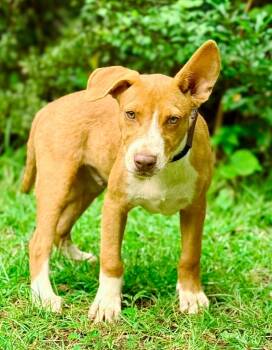 Rescue Pit Bull Terrier and Mixed Breed Dogs for Adoption in Macon, Georgia - David | PetCurious