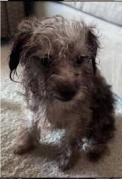 Meadow -  Terrier Dog for Adoption - Meadow | PetCurious