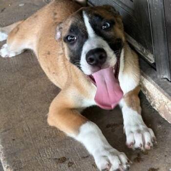 Peaches -  Boxer and Shepherd Dog for Adoption in San Antonio, Texas - Peaches | PetCurious