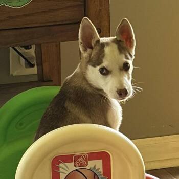 Husky and Mixed Breed Dogs Available for Adoption in Olathe, Kansas - Cinnamon | PetCurious