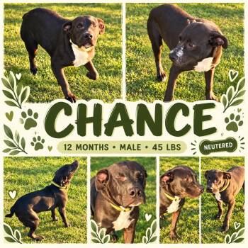 Chance -  Boxer and Labrador Retriever Dog for Adoption in Jackson, Tennessee - Chance | PetCurious