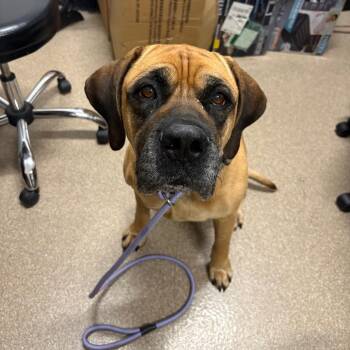 Goldie -  Bullmastiff and Mixed Breed Dog for Adoption in League City, Texas - Goldie | PetCurious