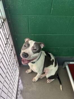 SAFARI -  Pit Bull Terrier Dog for Adoption - SAFARI | PetCurious