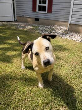 Low Rider  -  Dachshund Dog Available for Adoption in Dahlonega, Georgia - Low Rider  | PetCurious