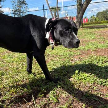 Rescue Mixed Breed Dogs for Adoption in West Palm Beach, Florida - Queen B | PetCurious