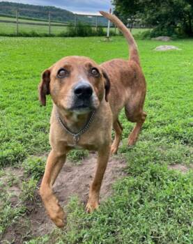 ROSCOE -  Plott Hound and Pointer Dog for Adoption in Carroll, Ohio - ROSCOE | PetCurious